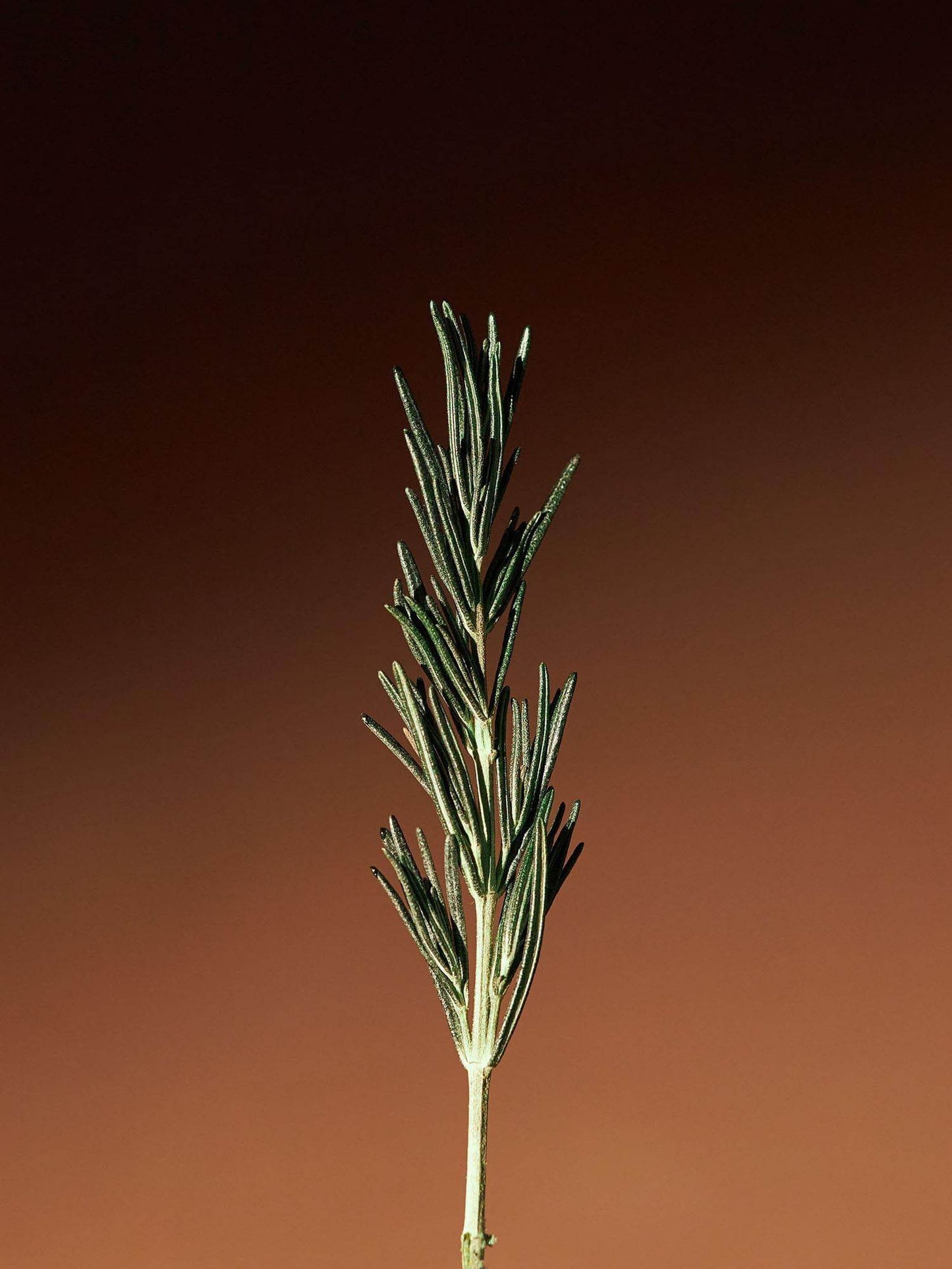 [Aromatica] Vitalizing Rosemary Concentrated Essence 100ml - Beauty Lab Perth